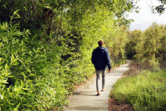 carpinteria-salt-marsh-2