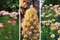 Casa-Nueva-Van-Atta-Associates-102