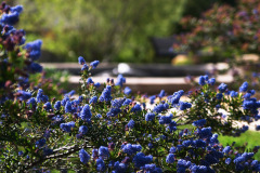 Cluff Vista Park