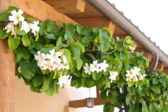 padre-serra-parish-church-1