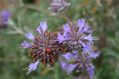 Patagonia-Van-Atta-Associates-03