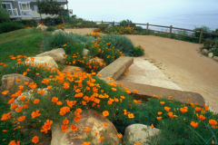 Pelican Park