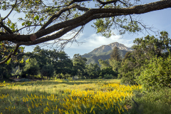 Van-Atta-Associates-Santa-Barbara-Botanic-Garden-01