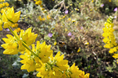Van-Atta-Associates-Santa-Barbara-Botanic-Garden-07