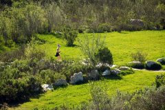 Van-Atta-Associates-VAI-Sheffield-Montecito-005