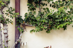 Yanonali-Condos-Van-Atta-Associates-04