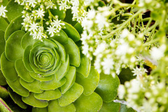 Yanonali-Condos-Van-Atta-Associates-08