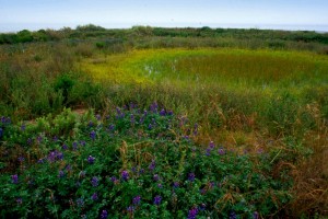 ucsb-lagoon-park-005