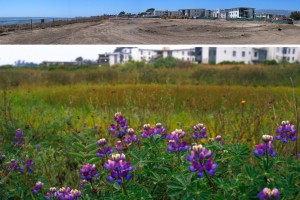 ucsb-lagoon-park-007