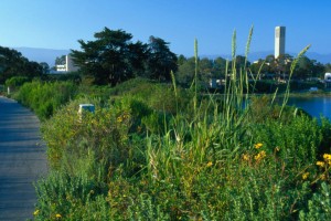 ucsb-lagoon-park-010